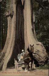 The Big Cedar Tree, Stanley Park Postcard