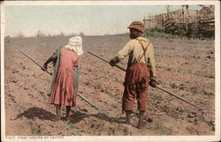 First Hoeing of Cotton Postcard