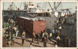 Unloading Bananas from Steamer Postcard