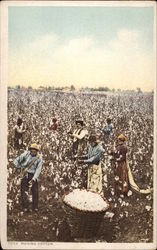 Picking Cotton Postcard