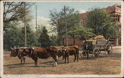 Ox team with cotton seed Postcard