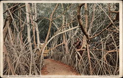 Mangrove Trees, Jungle Trail Postcard