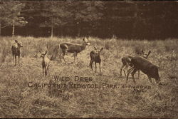 Wild Deer, California Redwood Park Santa Cruz, CA Postcard Postcard