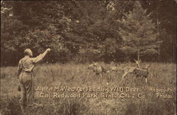 Albert M. Weave, feeding wild deer, Cal. Redwood Park Santa Cruz, CA Postcard Postcard