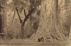 Father Tree Postcard