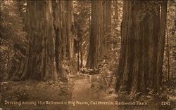 Driving Among the Redwoods Big Basin, CA Postcard Postcard