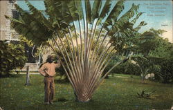 The Travelers Palm, Hope Gardens Postcard