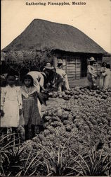 Gathering Pineapples Postcard