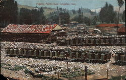 Pigeon Farm Postcard