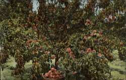 Three Year Old Peach Orchard, Eastern Washington Postcard