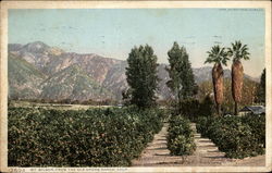 Mt. Wilson, From the Old Shorb Ranch Postcard