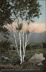 Birches on grounds of Maplewood Hotel Postcard