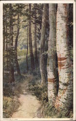 Birch trees by dirt road Postcard Postcard