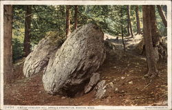 A Bit of Hemlock Hill. Arnold Arboretum Boston, MA Postcard Postcard