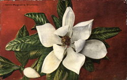 Magnolia Blossom Postcard