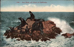 Seal Rocks off Coast of California Postcard