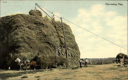 Harvesting Hay Postcard