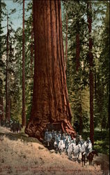 Big Tree "Wawona"; road of a thousand wonders, Southern Pacific, Co California Yosemite National Park Postcard Postcard