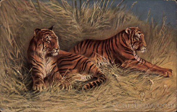 Two tigers laying in straw