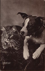 Tabby cat, and dog with white stripe on nose Postcard