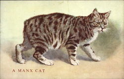 A manx cat without a tail Cats Postcard Postcard