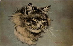 Portrait of a Cat - Very Wise Cats Postcard Postcard