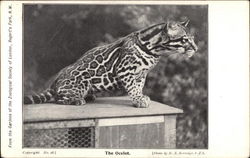 The Ocelot Postcard