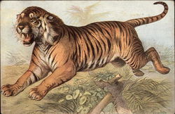 Leaping Tiger with Bared Teeth Postcard