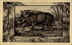 Wart Hog Postcard Postcard