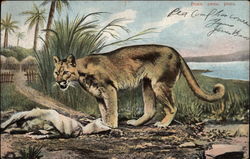 Puma Postcard