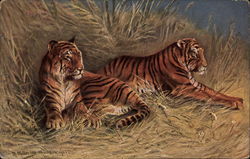 Two tigers laying in straw Postcard