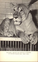 Sultana, One of the African Lionesses at Staten Island Zoo Lions Postcard Postcard