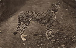 Cheetah Postcard Postcard