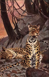 Leopards, on sitting, one lying down Postcard Postcard