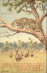 Leopard in tree Postcard Postcard