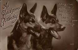 Close up of two german shepherds Postcard