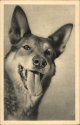 German Shepherd Postcard