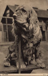 Sussex Spaniel Is on Guard Duty Dogs Postcard Postcard