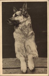 German shepherd Rin-tin-tin Dogs Postcard Postcard