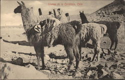 Llamas de la Cordillera, Chile Postcard Postcard