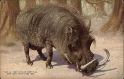 East African Wart-Hog, New York Zoological Park Postcard Postcard