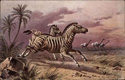 Zebras Running with Ostriches in DIstance Multiple Animals Postcard Postcard