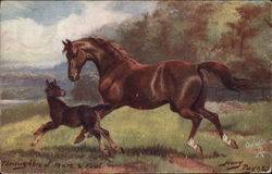 Thoroughbred Mare and Foal Postcard