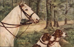 A white horse and two dogs in the woods Postcard