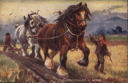 Clydesdales at Work Postcard