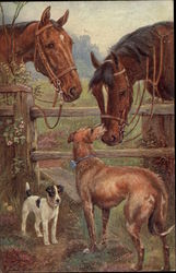 Two Dogs Sniffing at Two Brown Horses over a Fence Postcard