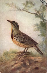 Meadow Lark Birds Postcard Postcard