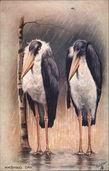 Storks - Washing Day - Animal Expressions Postcard Postcard