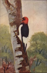 Woodpecker on a tree Postcard