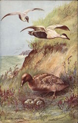 Three Eider-Ducks at their Nest Postcard